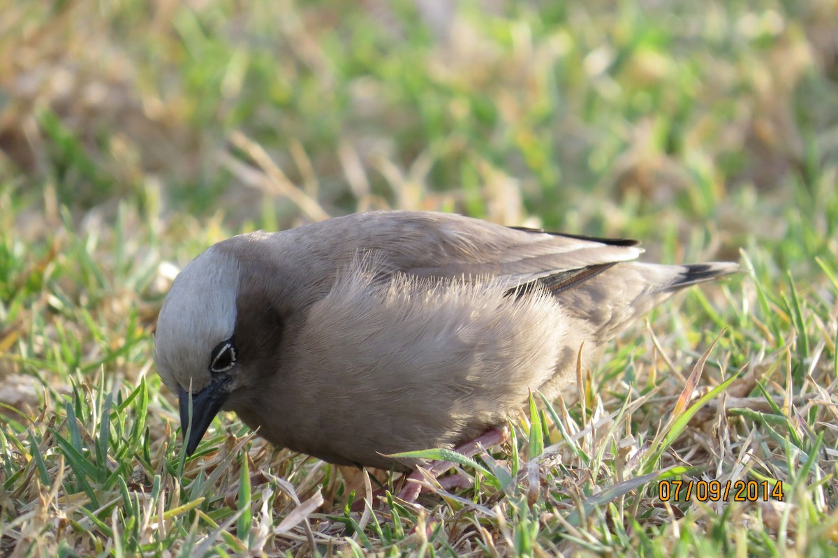 Gray-headed Social-Weaver - ML206072451