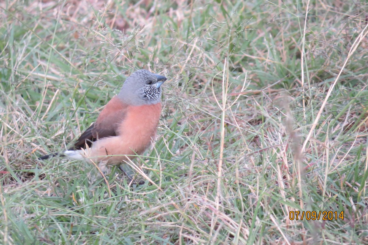 Gray-headed Silverbill - ML206072461