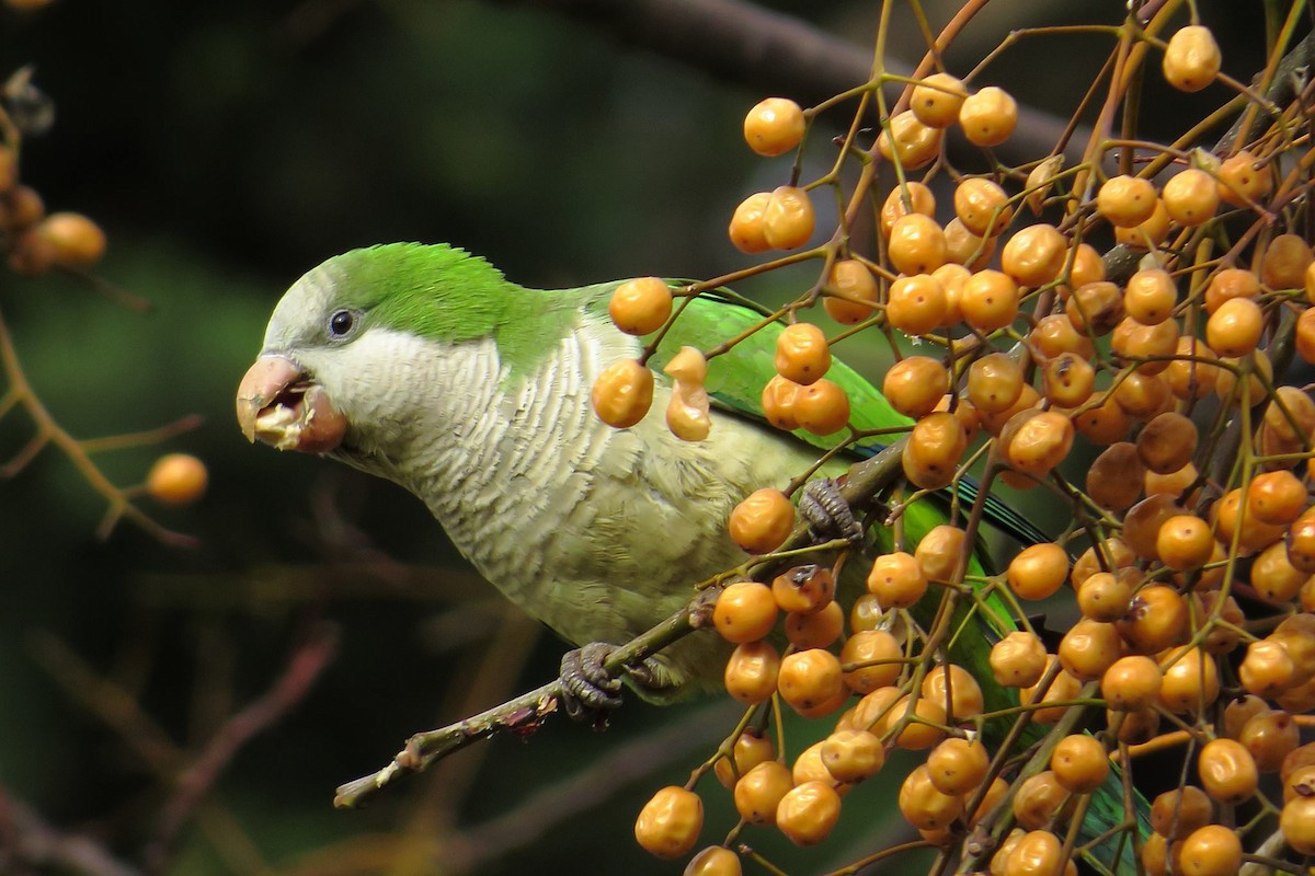 Monk Parakeet (Monk) - ML206072721