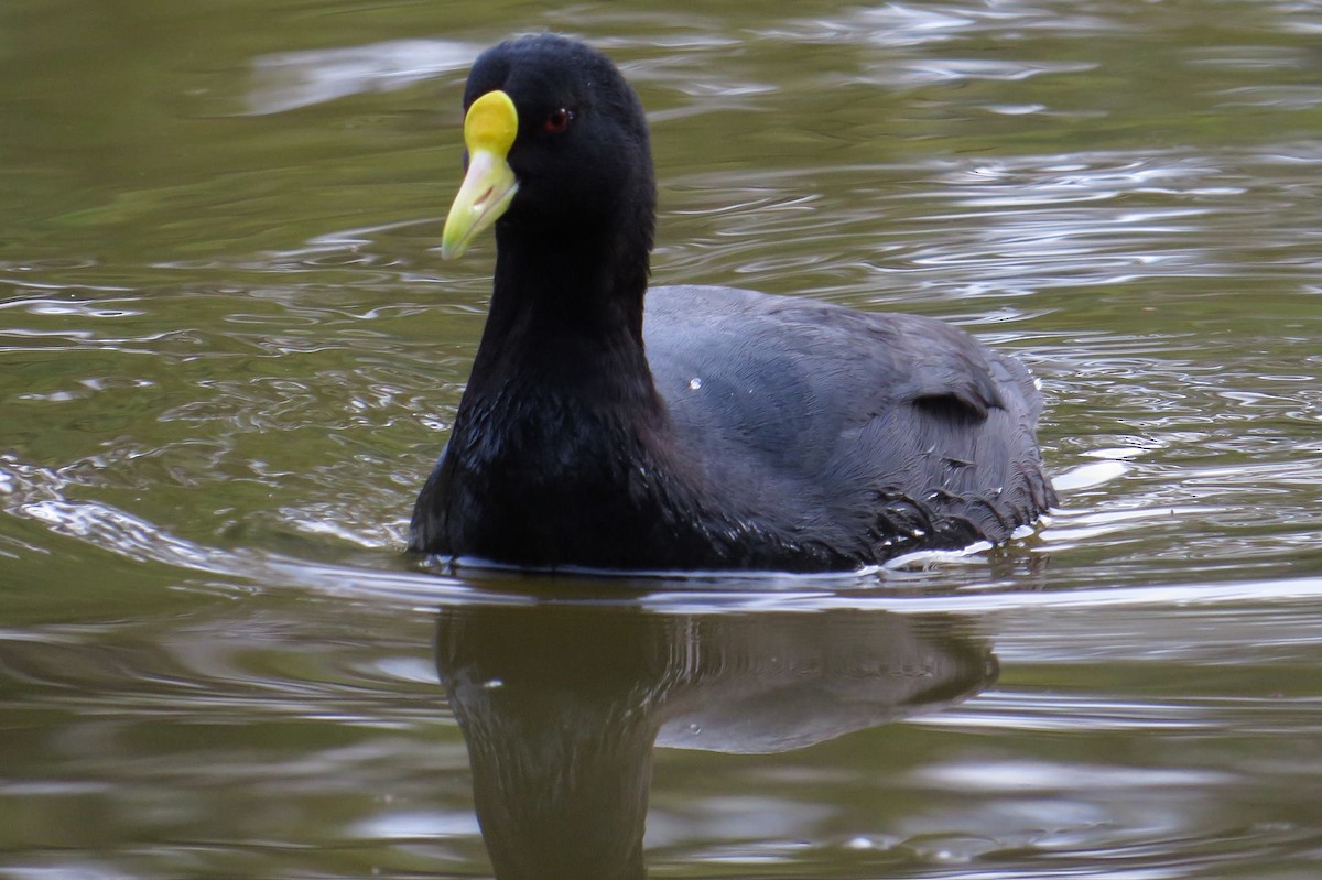 Foulque leucoptère - ML206072731