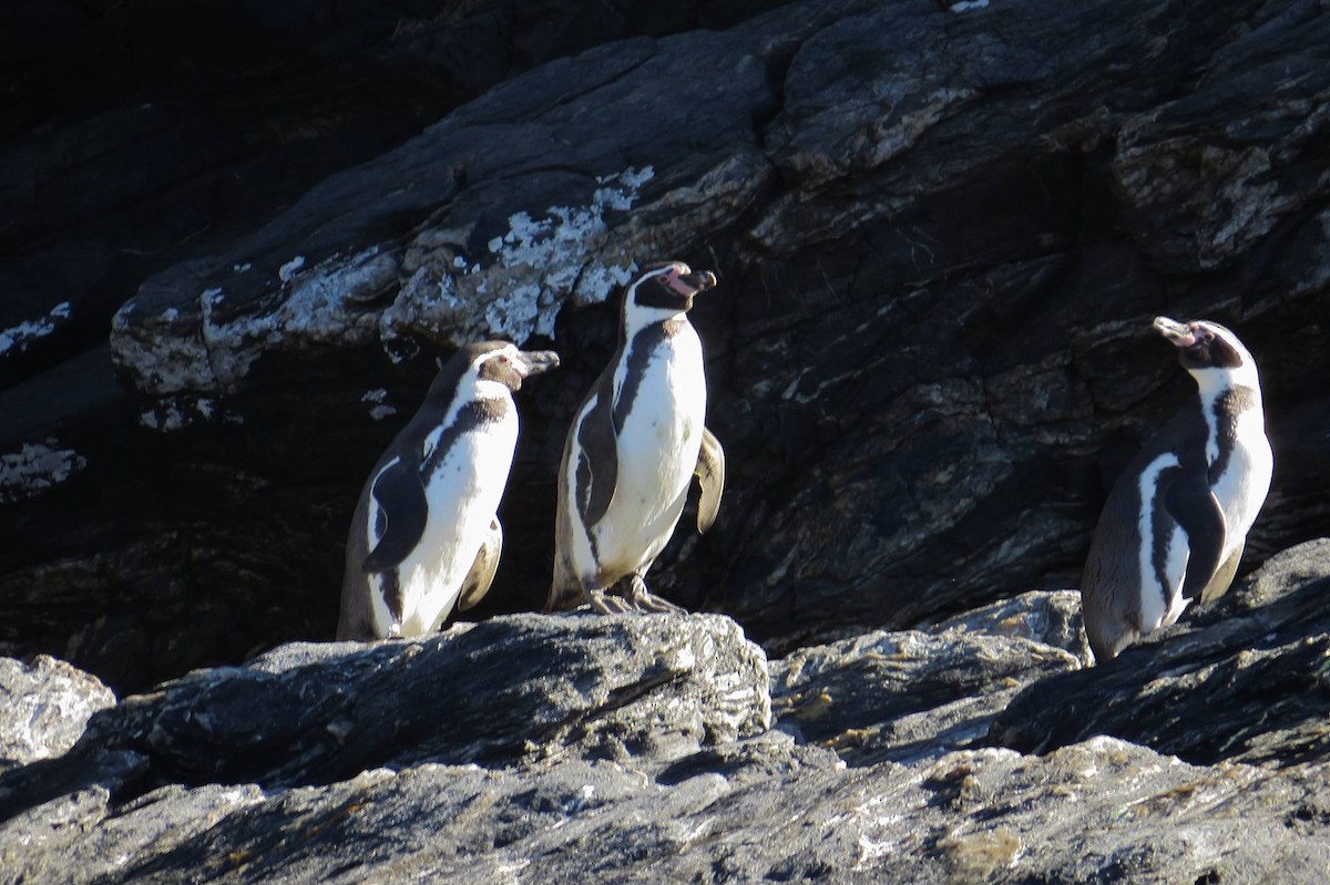 Humboldt Penguin - ML206072801