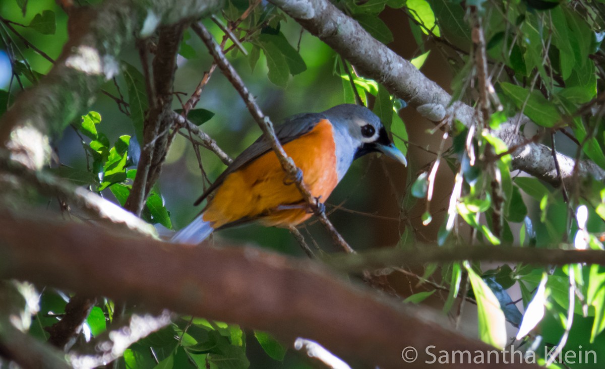 Black-faced Monarch - ML206073381