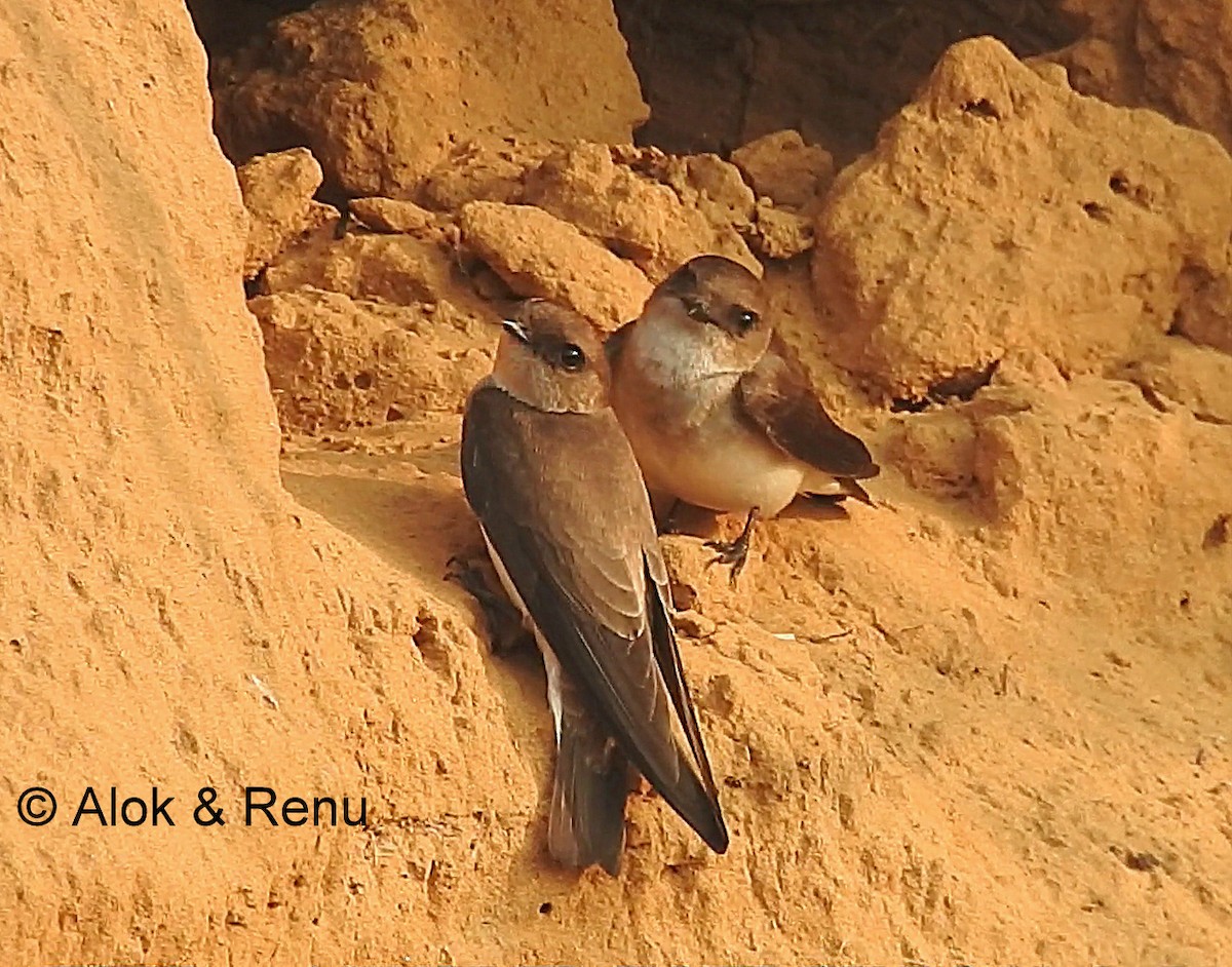 Gray-throated Martin - ML206073631