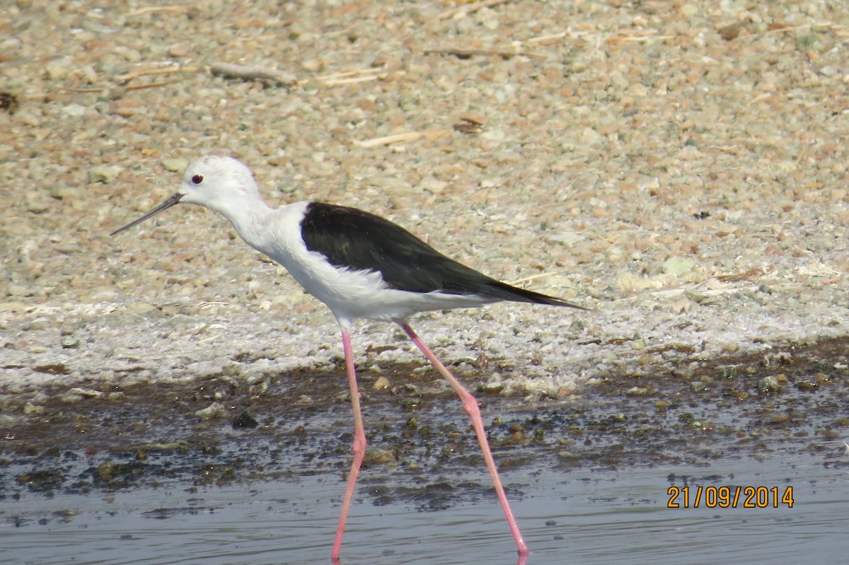 Black-winged Stilt - James Kashangaki