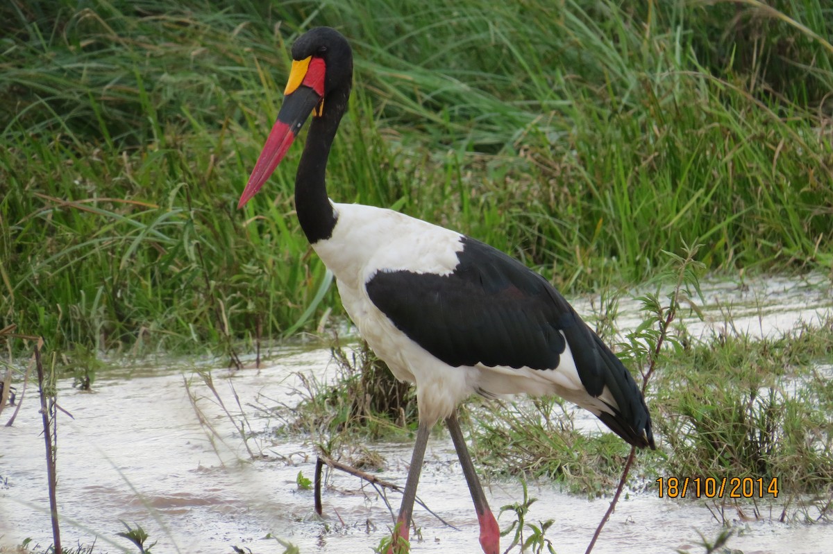 Saddle-billed Stork - ML206074411