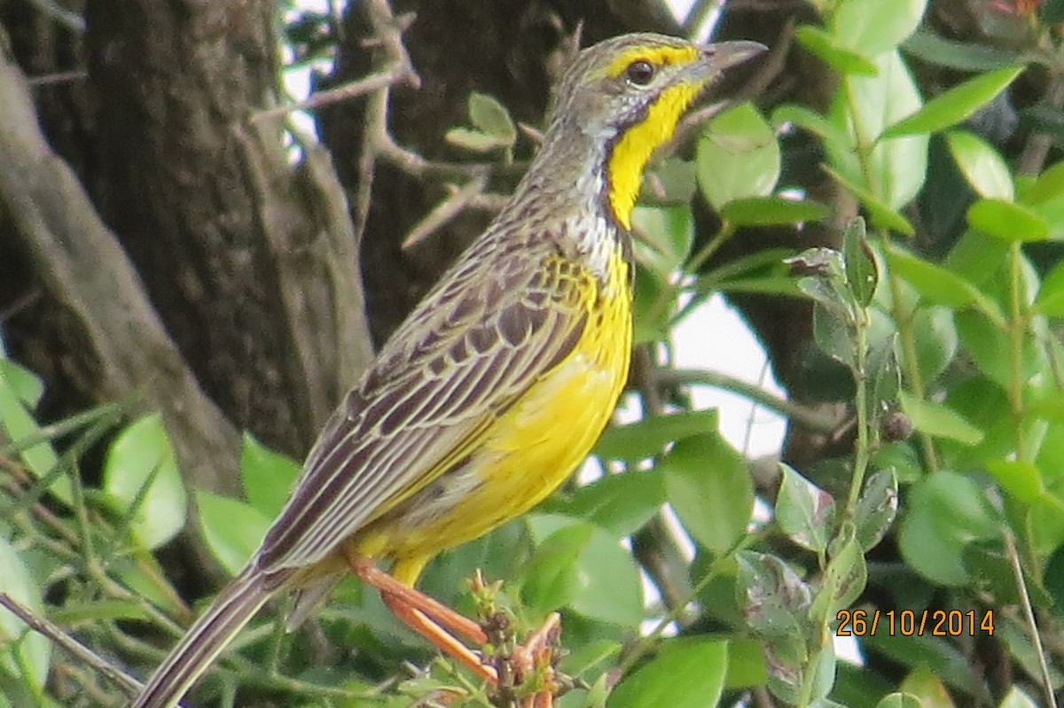 Yellow-throated Longclaw - ML206074511