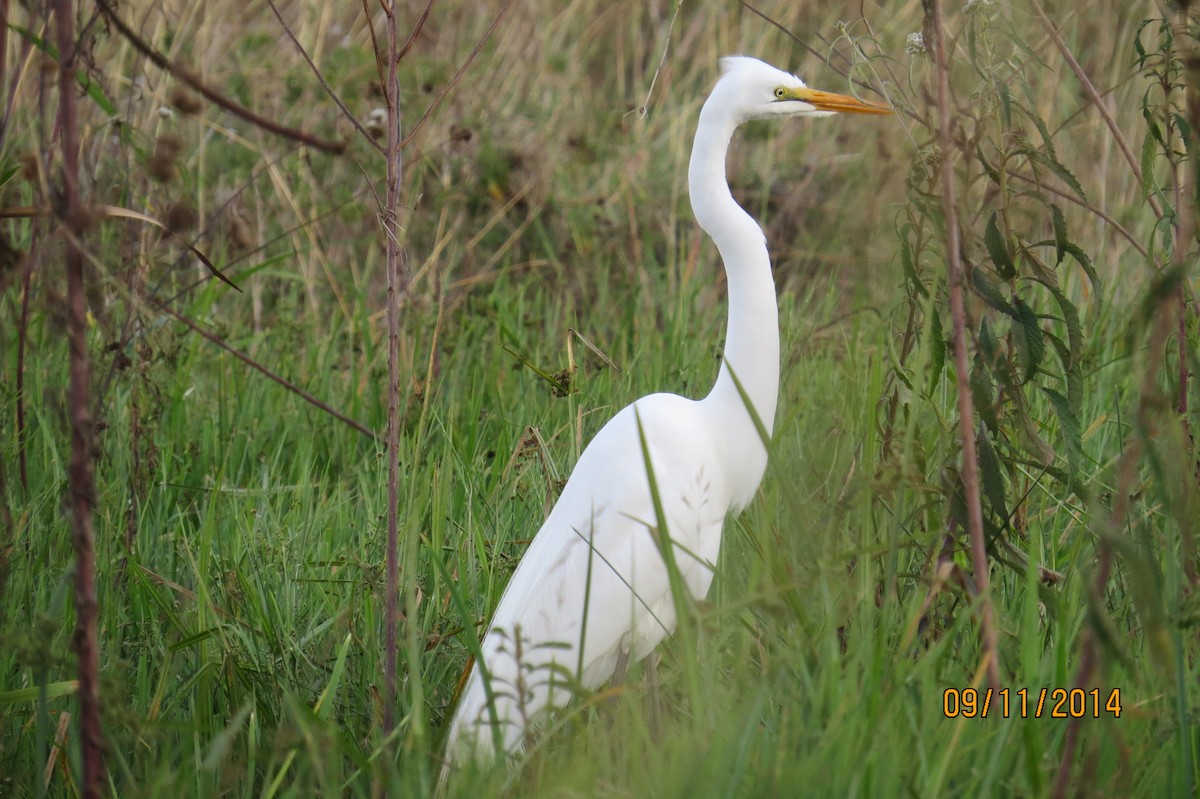 Great Egret - ML206074561