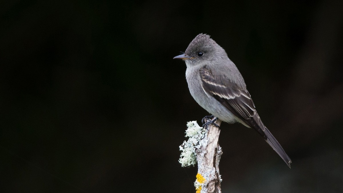 Eastern Wood-Pewee - Guy MIRGAIN