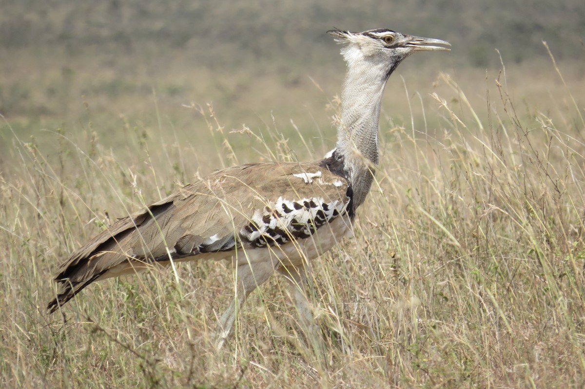 Kori Bustard - ML206074741