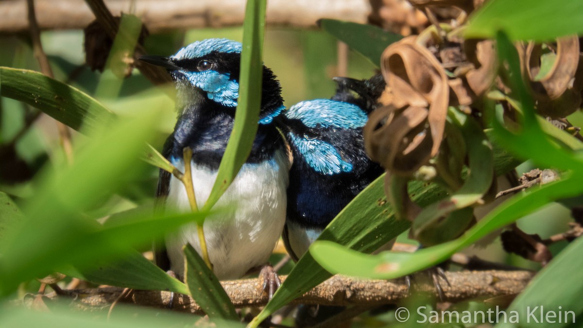 Superb Fairywren - ML206075721