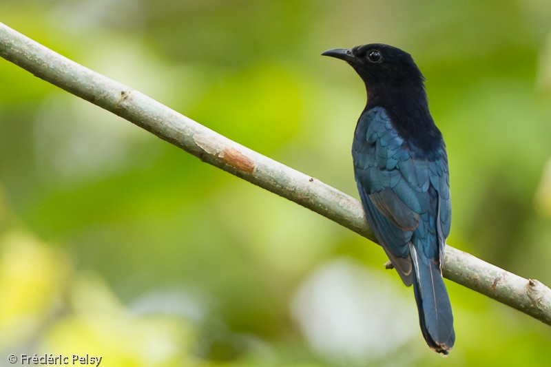 Philippine Drongo-Cuckoo - Frédéric PELSY