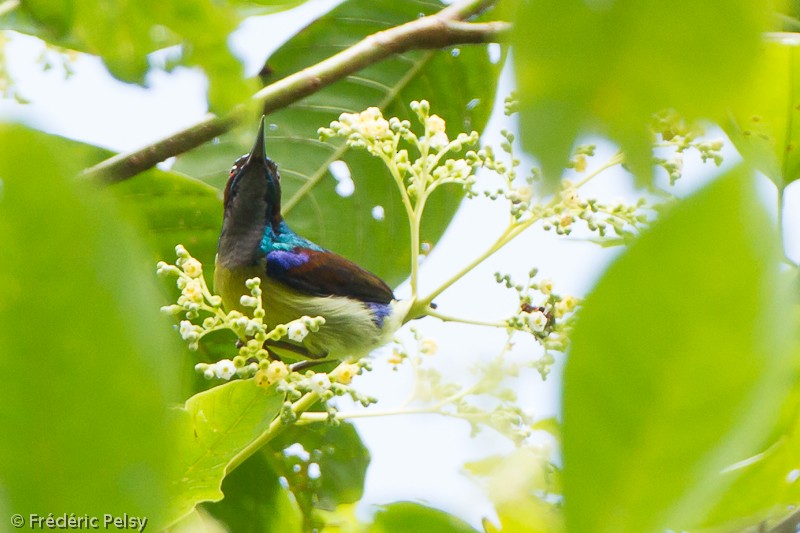 Gray-throated Sunbird - ML206076161