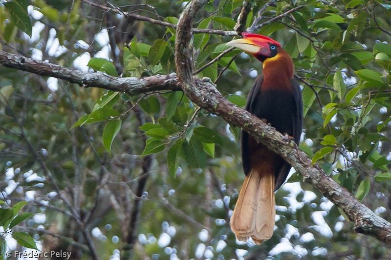 Rufous Hornbill (Southern) - ML206076221