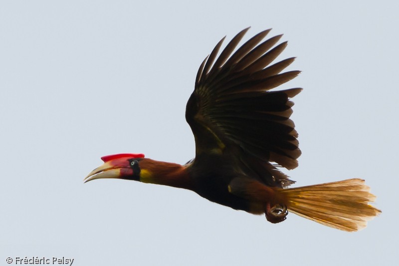 Rufous Hornbill (Southern) - ML206076231