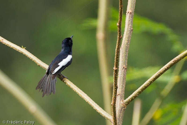 Philippine Magpie-Robin - ML206076241