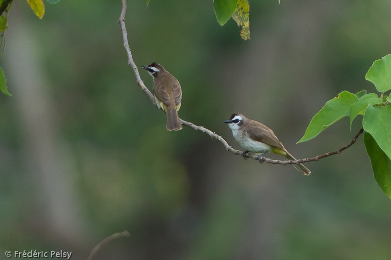 Yellow-vented Bulbul - ML206076761