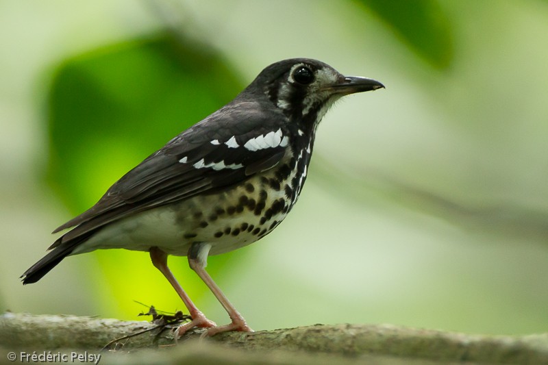 Ashy Thrush - Frédéric PELSY