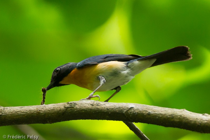 Mangrove Blue Flycatcher (Philippine) - Frédéric PELSY