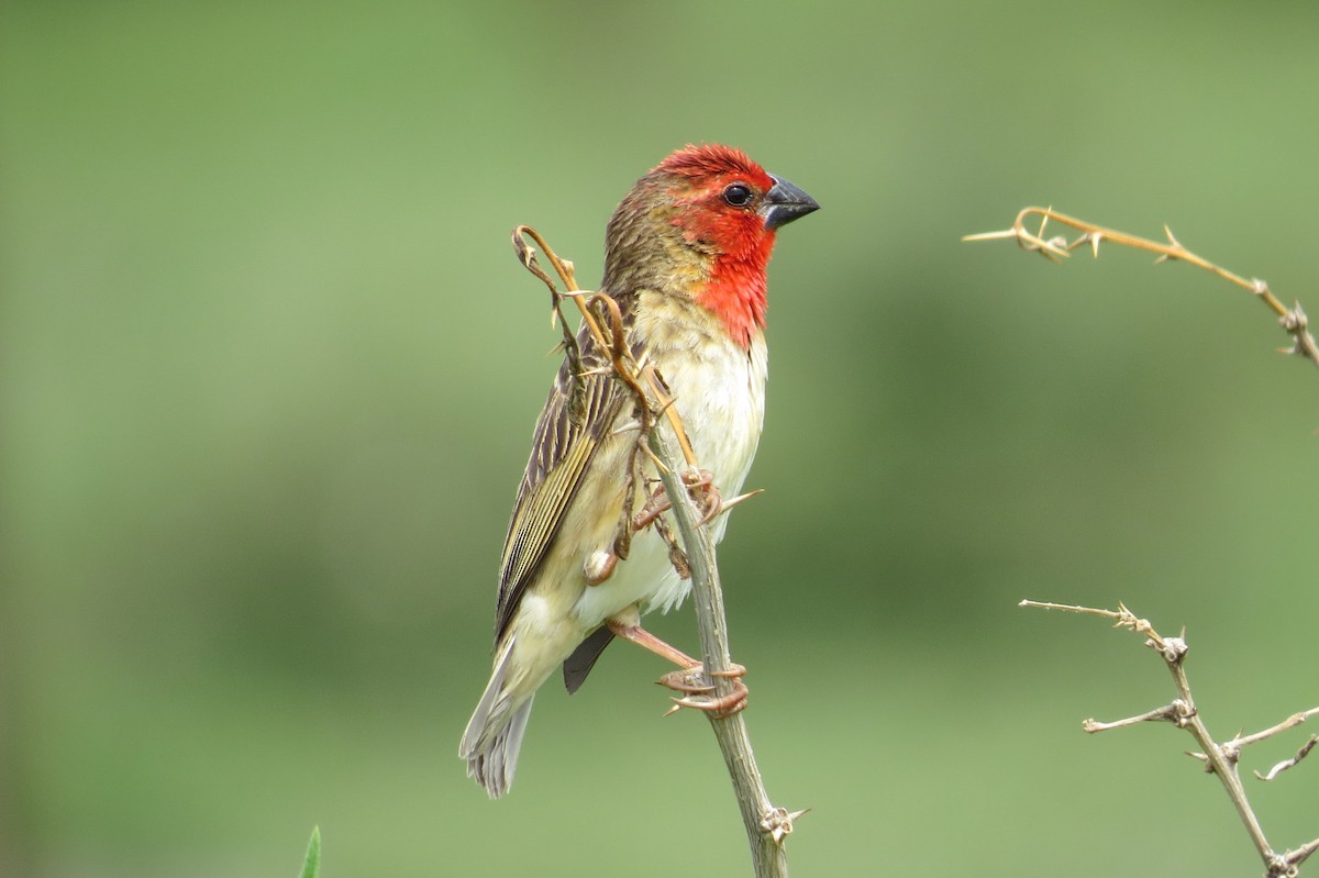 Cardinal Quelea - James Kashangaki