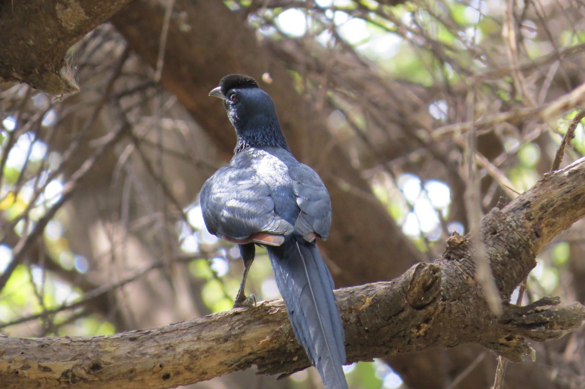 Bristle-crowned Starling - ML206077341