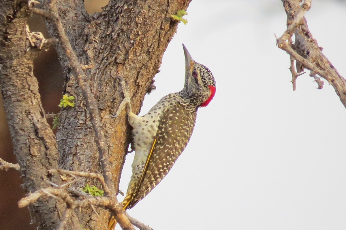 Nubian Woodpecker - James Kashangaki