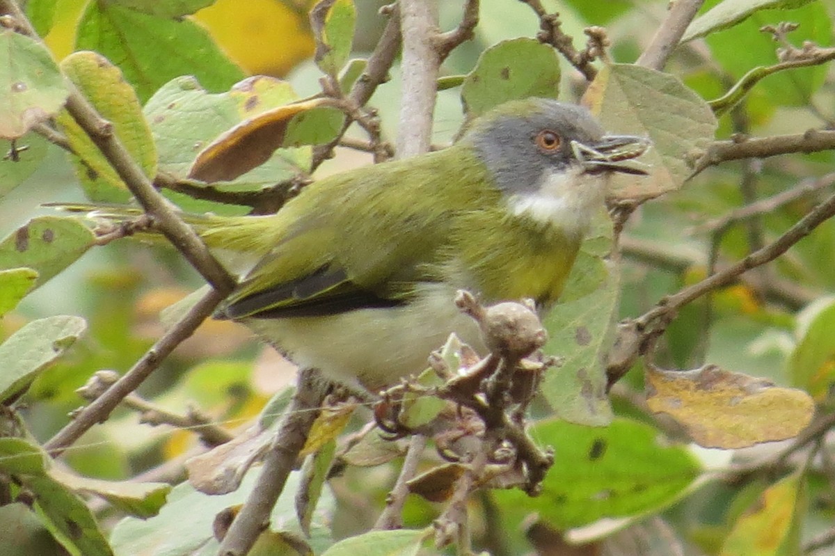 Yellow-breasted Apalis (Yellow-breasted) - ML206077481