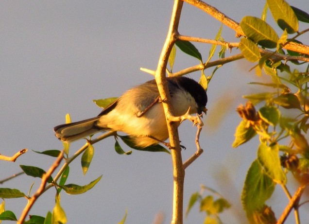 Black-capped Warbling Finch - ML206077771