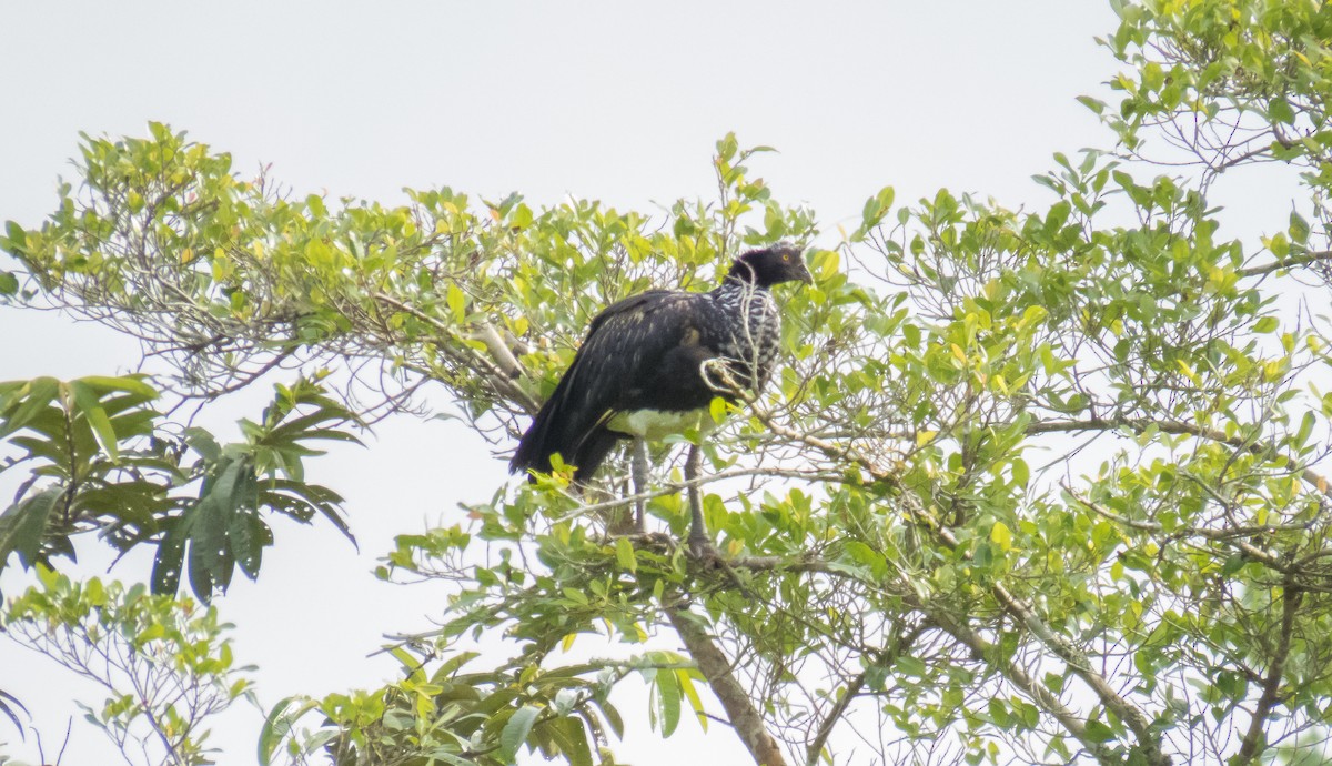 Horned Screamer - ML206078381