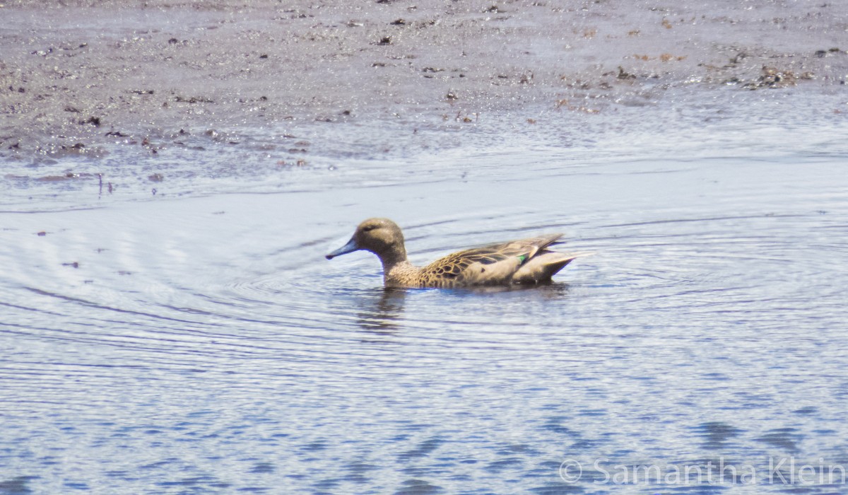 Andean Teal (Andean) - ML206078401