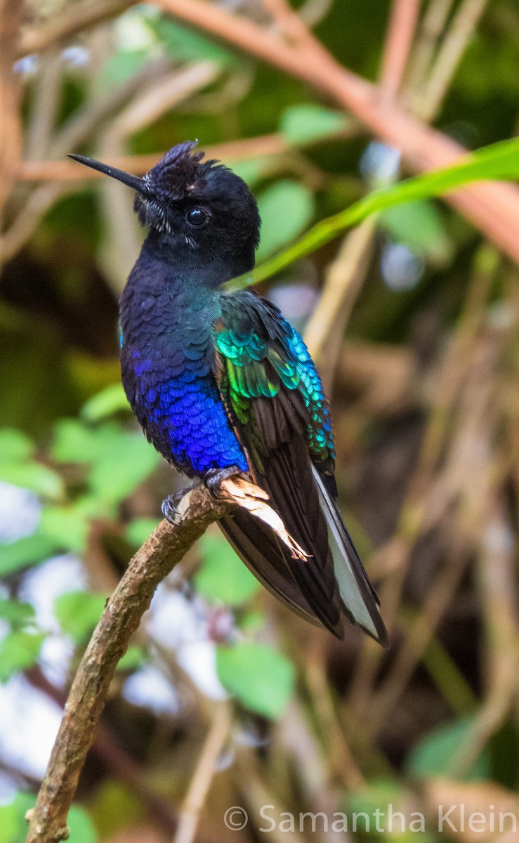 kolibřík hyacintový - ML206078441