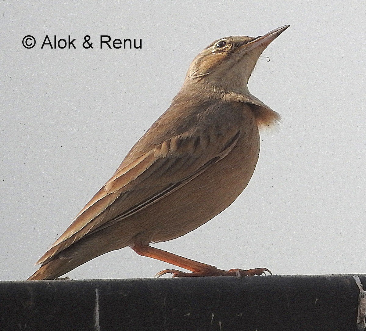 Long-billed Pipit (Persian) - ML206078921