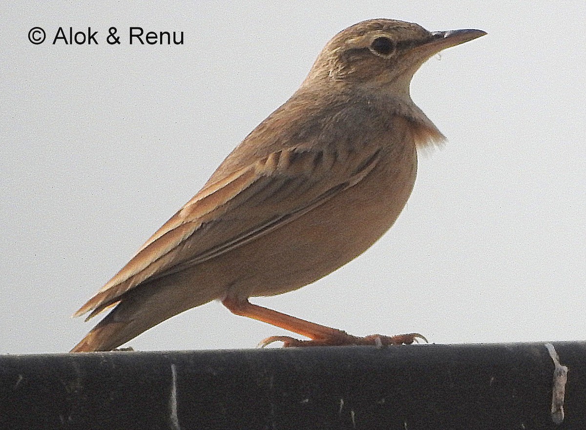 Long-billed Pipit (Persian) - ML206078931