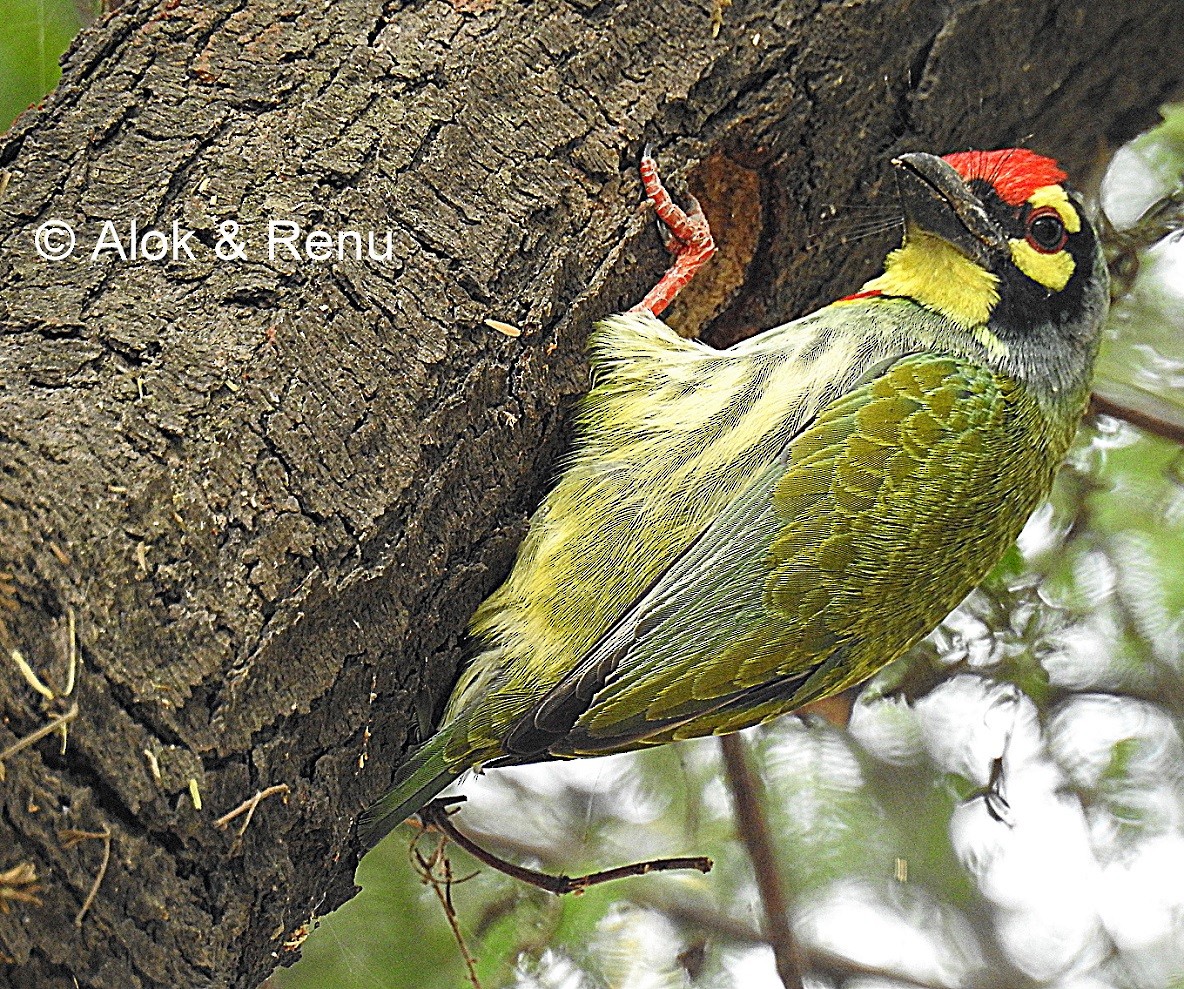 Coppersmith Barbet - Alok Tewari