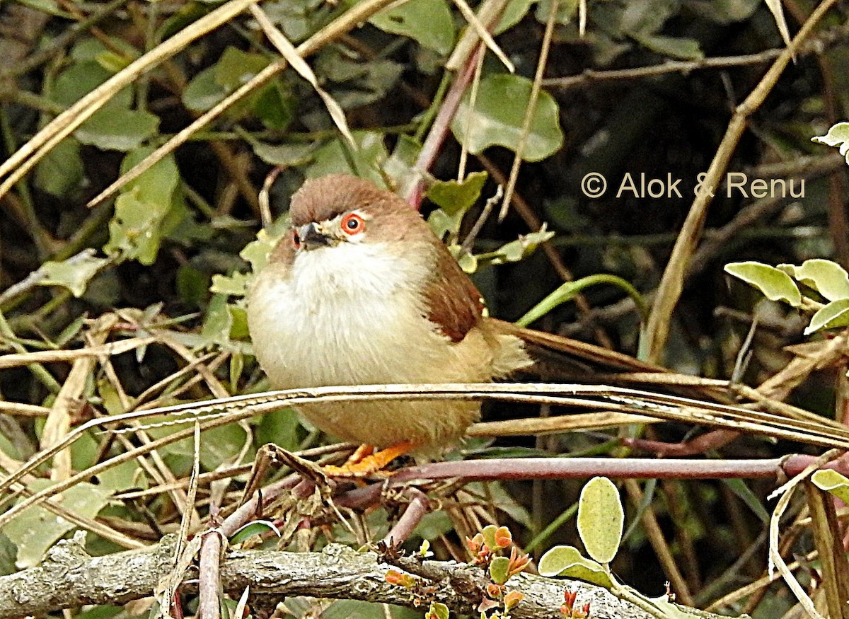 Yellow-eyed Babbler - ML206079051