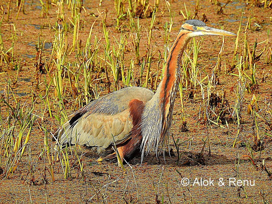 Purple Heron (Purple) - Alok Tewari