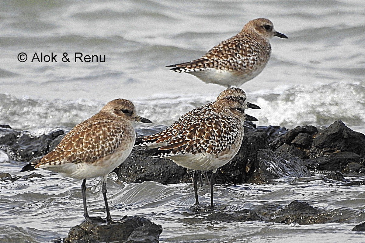 Black-bellied Plover - ML206079111