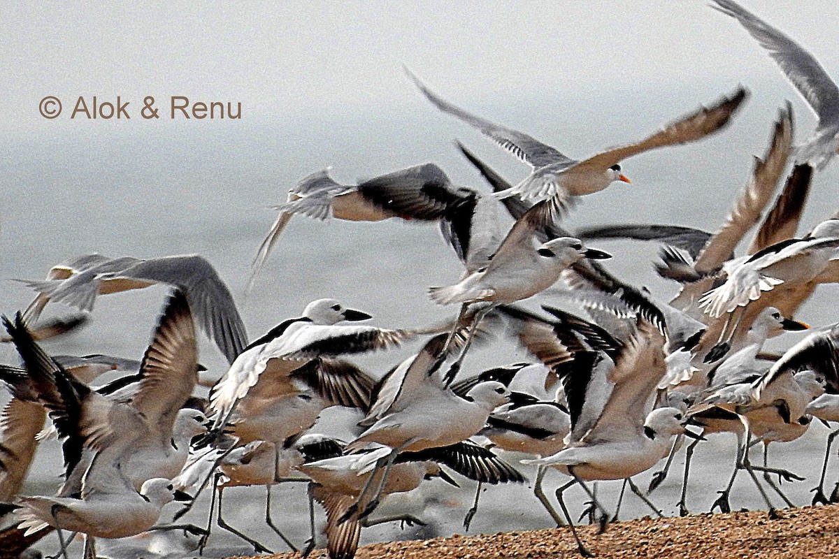 Crab-Plover - ML206079131