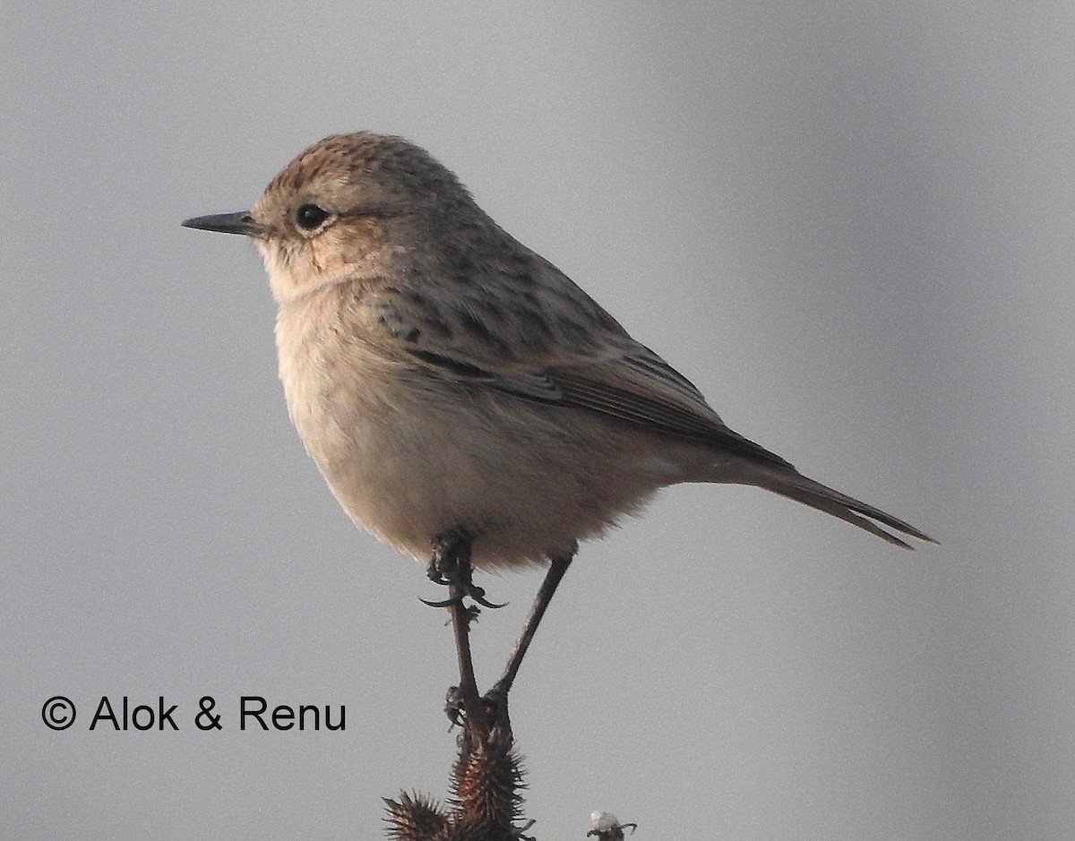 White-browed Bushchat - Alok Tewari