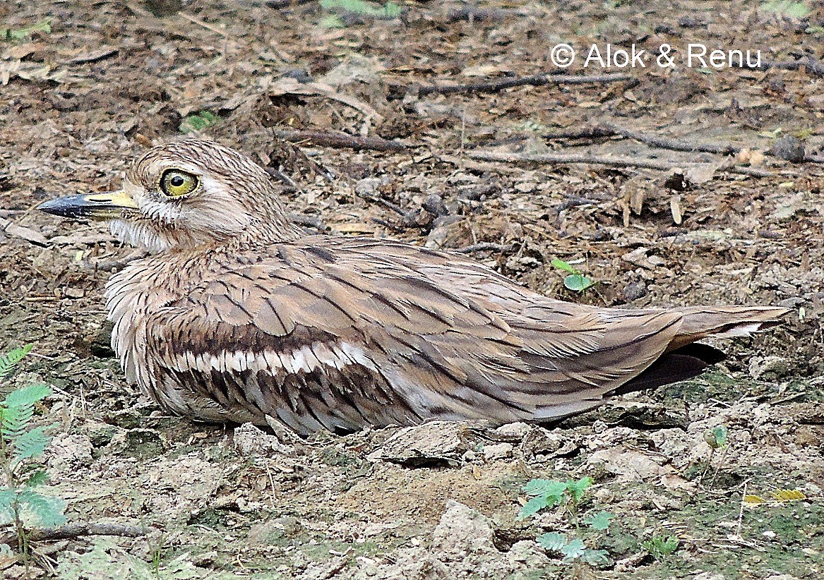 Indian Thick-knee - ML206079161