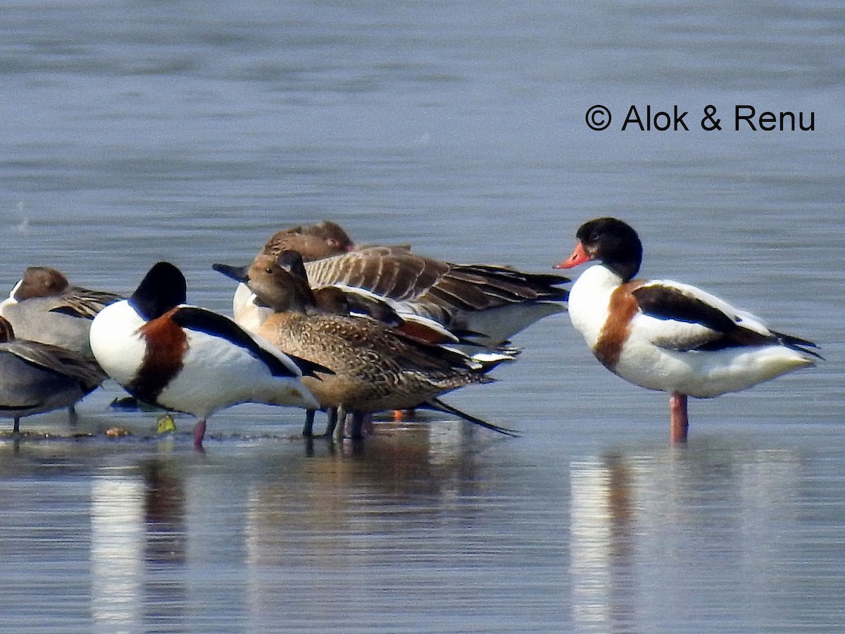 Common Shelduck - ML206079251