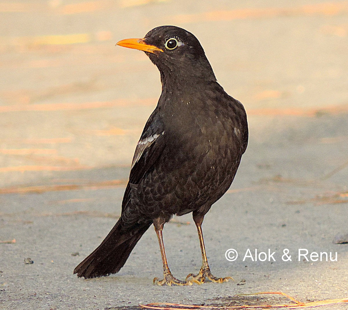 Gray-winged Blackbird - ML206079501