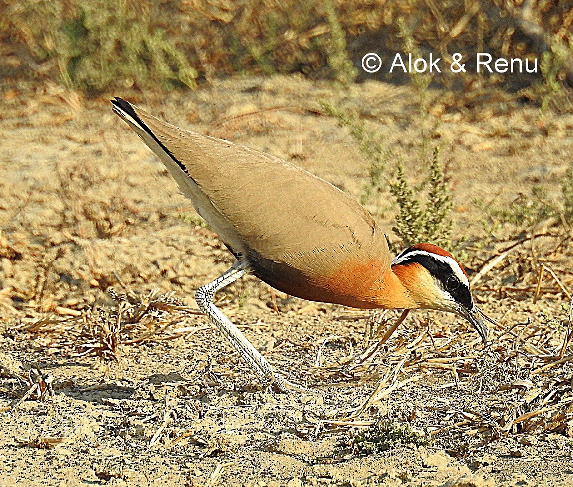 Indian Courser - Alok Tewari