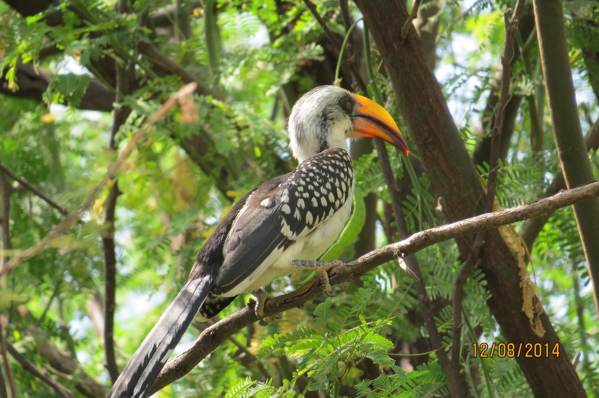 Eastern Yellow-billed Hornbill - ML206079681