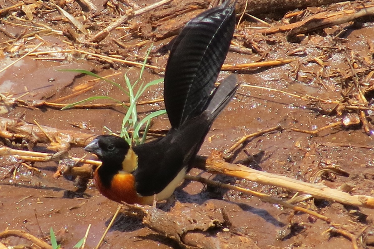 Eastern Paradise-Whydah - ML206079881