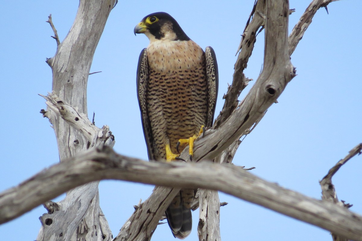 Peregrine Falcon (African) - ML206079901