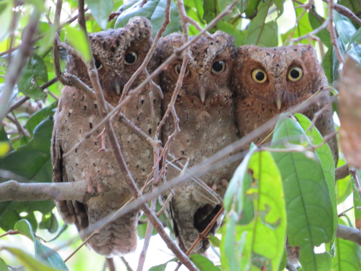 Sokoke Scops-Owl - ML206080131