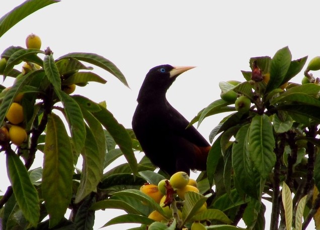 Red-rumped Cacique - ML206080201