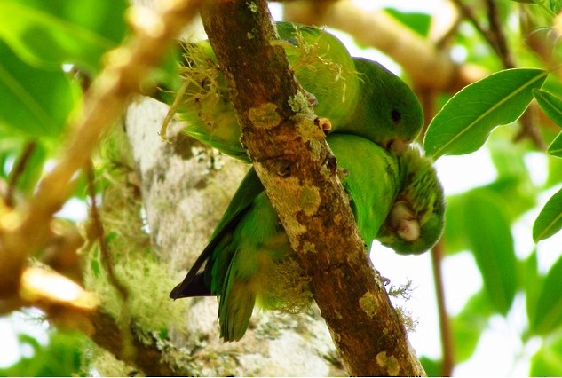 Cobalt-rumped Parrotlet - ML206080731