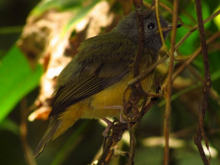 Gray-hooded Flycatcher - Samantha Klein