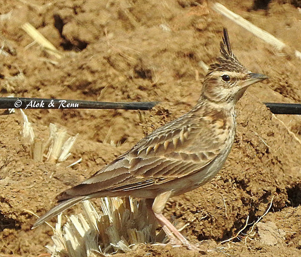 Malabar Lark - ML206081281